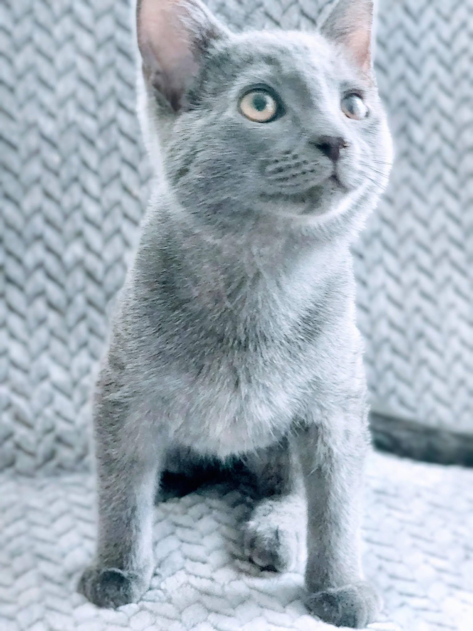 Scooter (Bonded with Tooter), Adopted, Kitten Male Russian Blue.