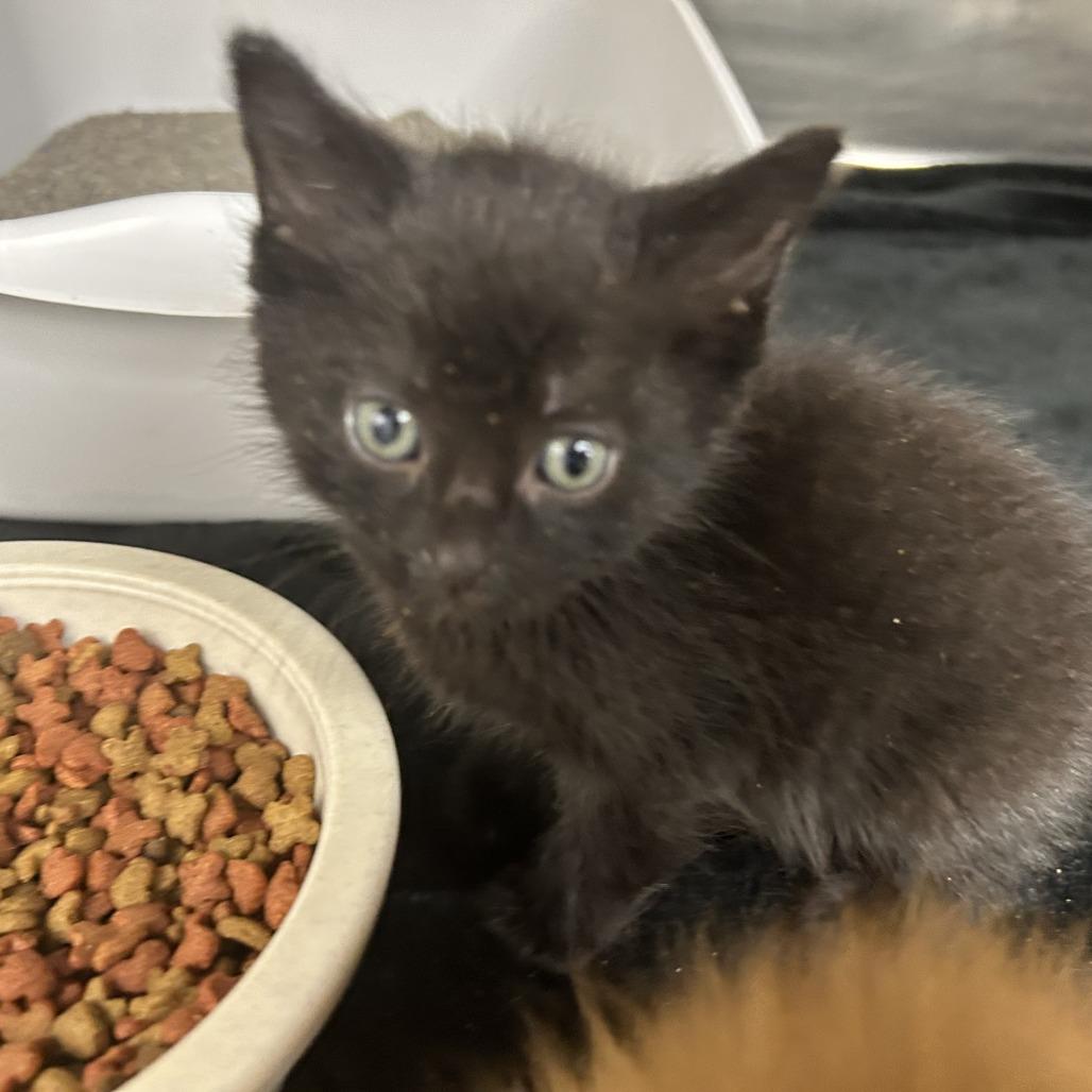 Astro, Adoptable, Kitten Female Domestic Short Hair.