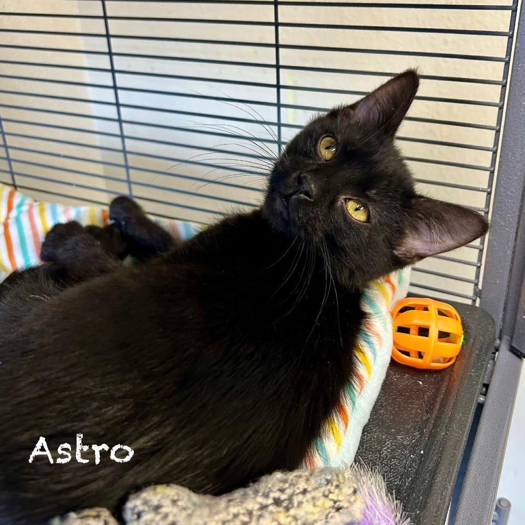 Enlarge Astro, a Adoptable Domestic Short Hair in Hannibal, MO image 1/2