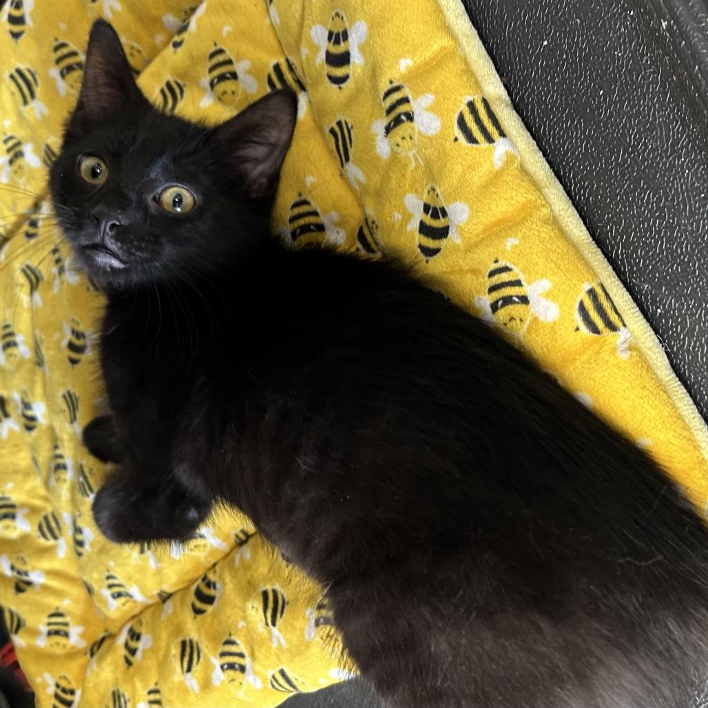 Enlarge Astro, a Adoptable Domestic Short Hair in Hannibal, MO image 2/2