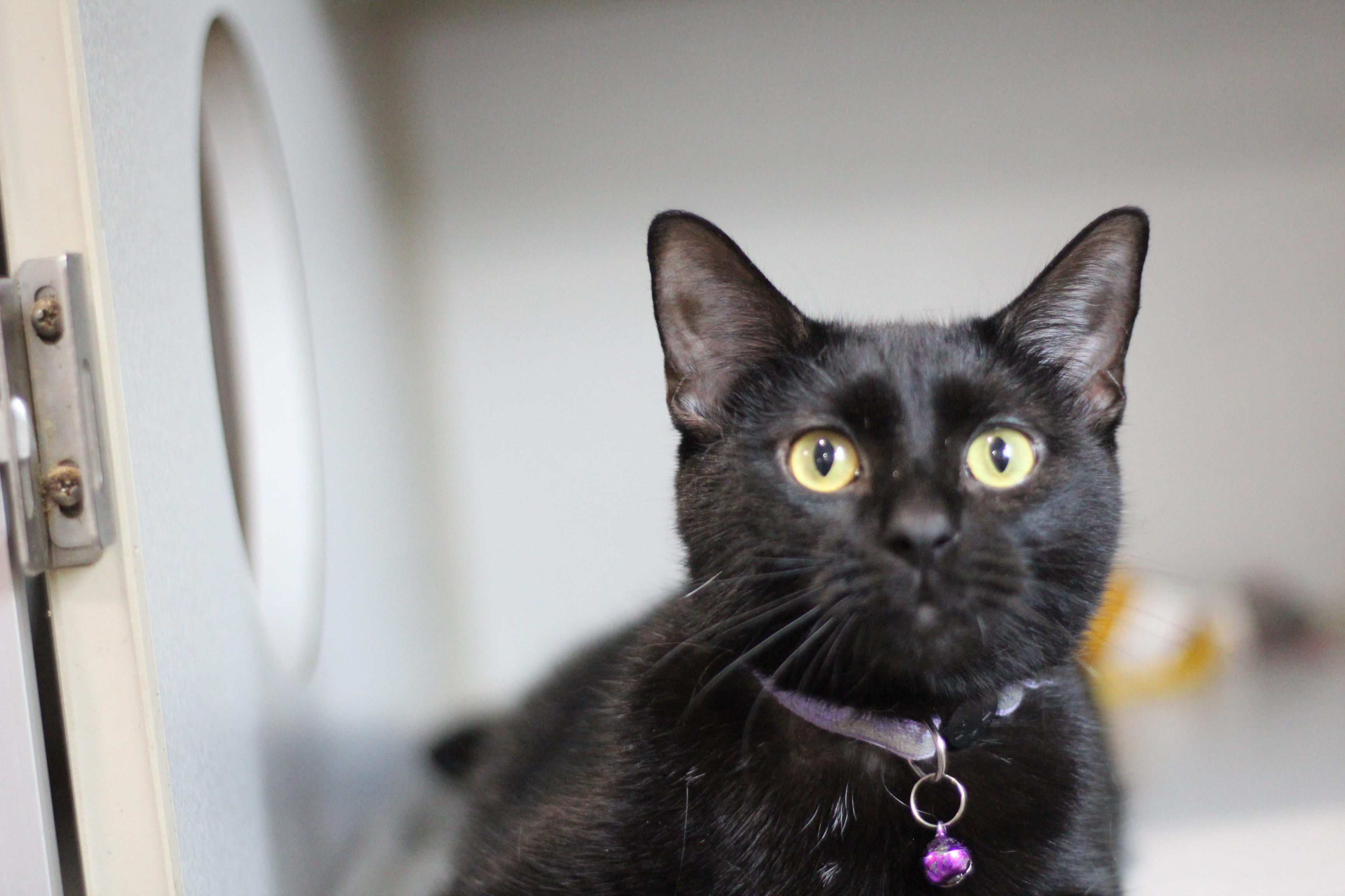 Enlarge Audrey, an adopted Domestic Short Hair in Ottumwa, IA image 1/1
