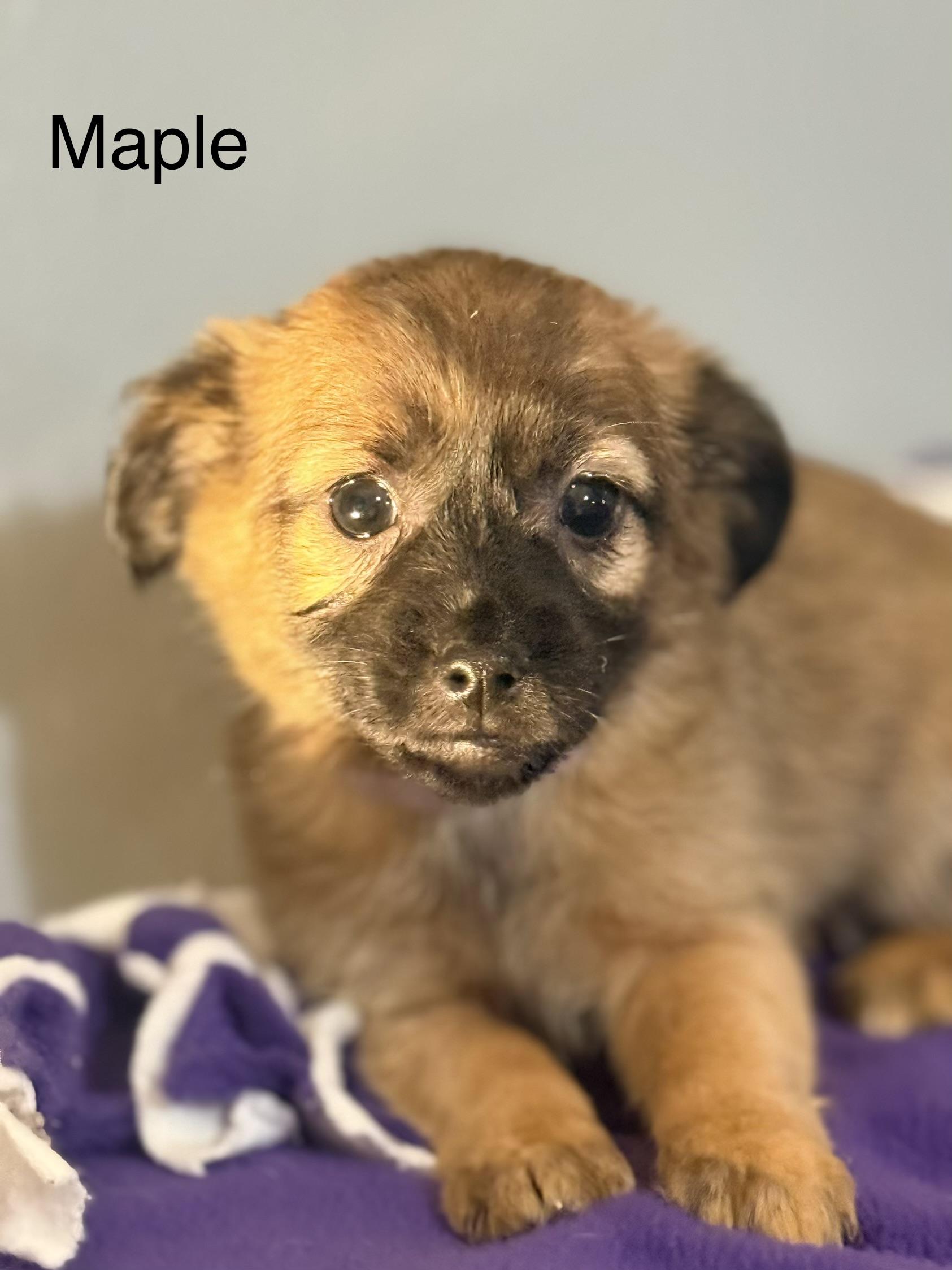 Enlarge Maple, a ADOPTABLE Chihuahua in valley springs, CA image 2/2