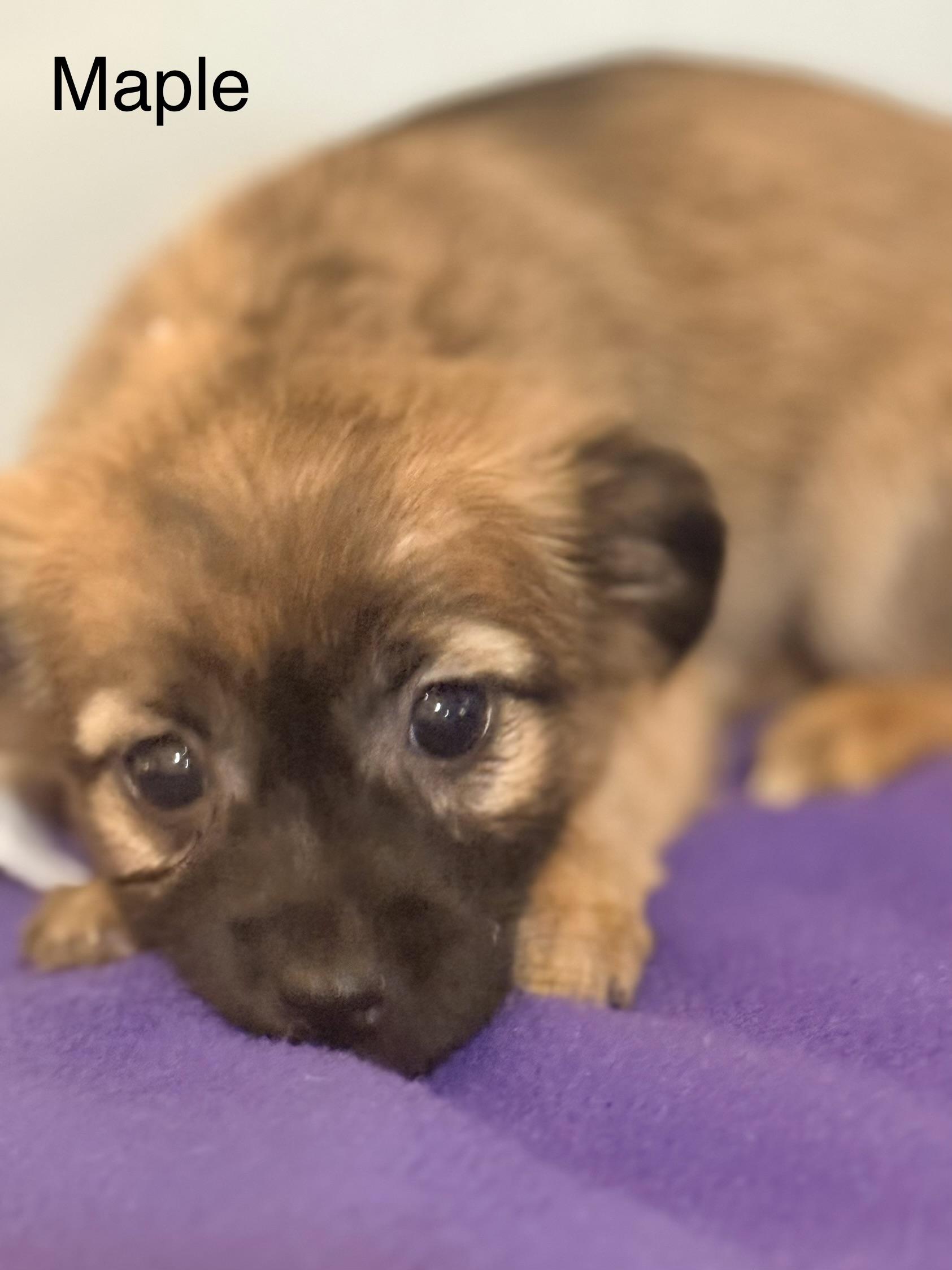 Maple, ADOPTABLE, Puppy Male Chihuahua.