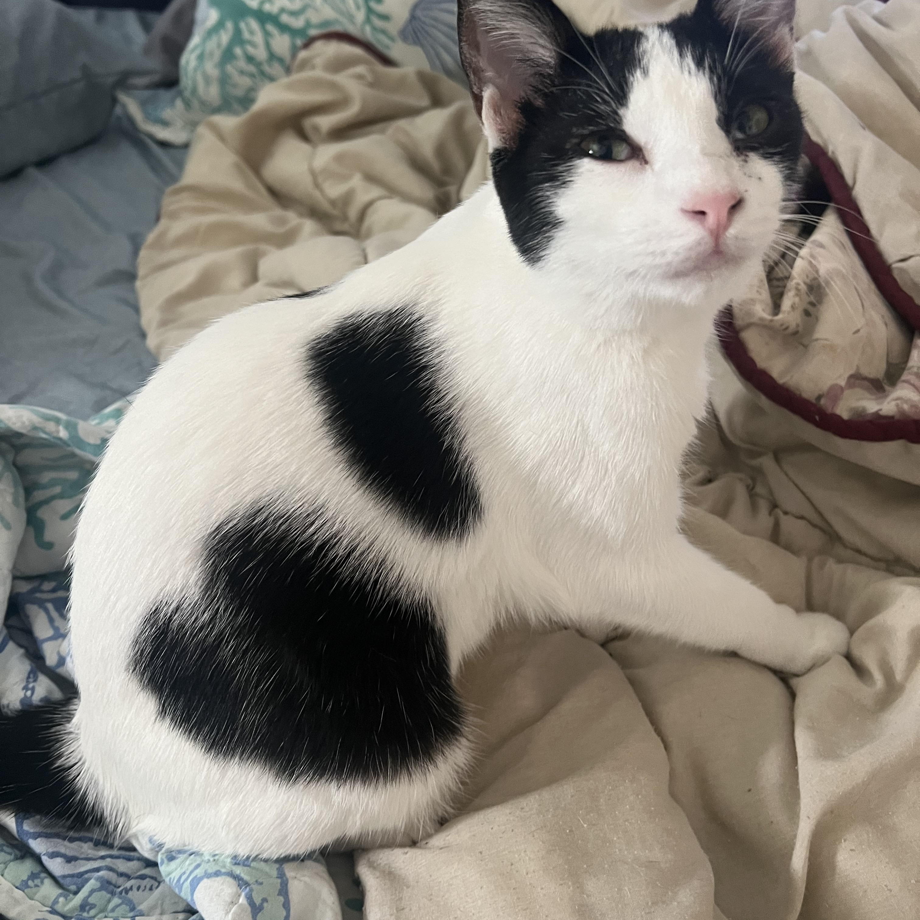 Heifer, a Adoptable Domestic Short Hair in Mililani, HI image 4/6