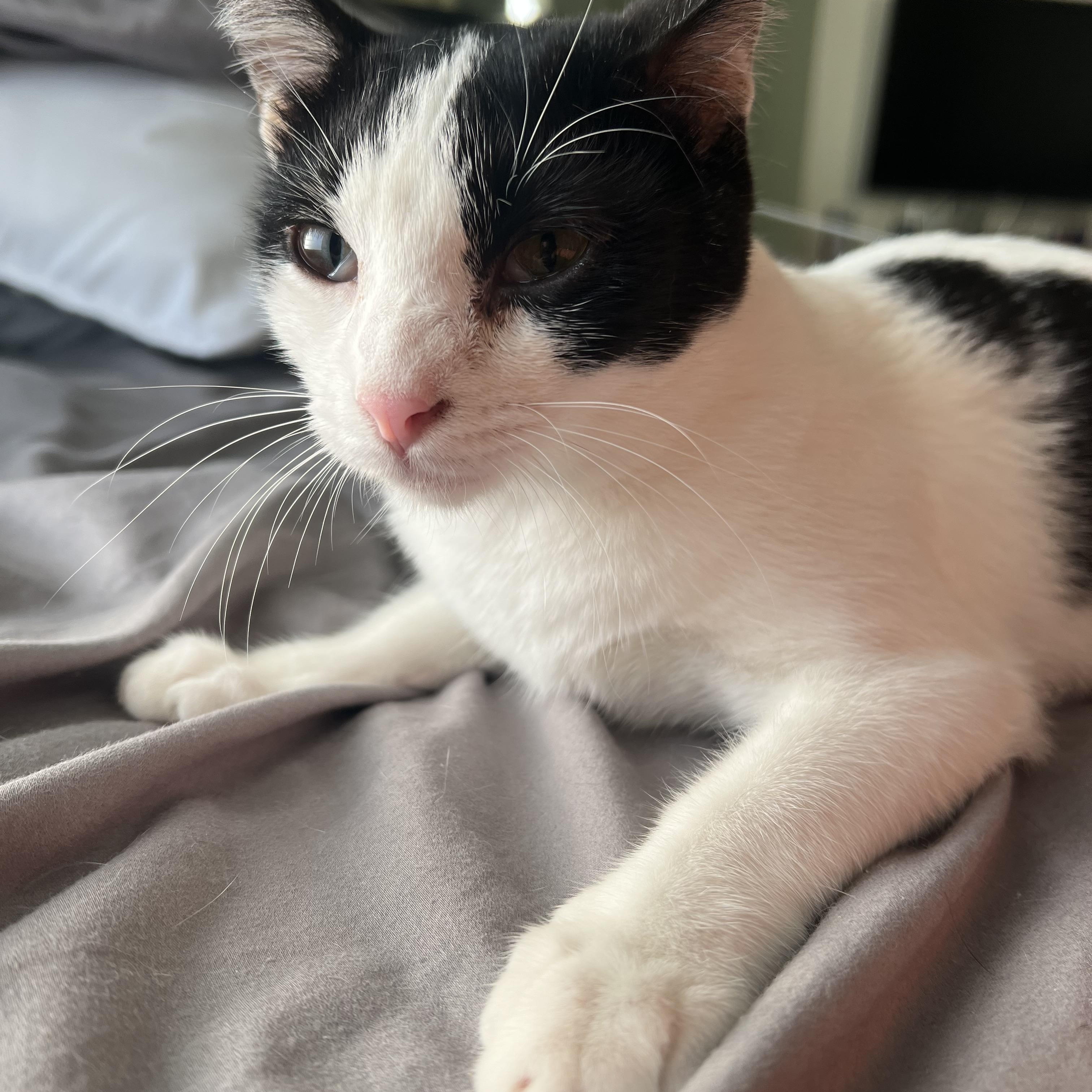 Heifer, a Adoptable Domestic Short Hair in Mililani, HI image 2/6