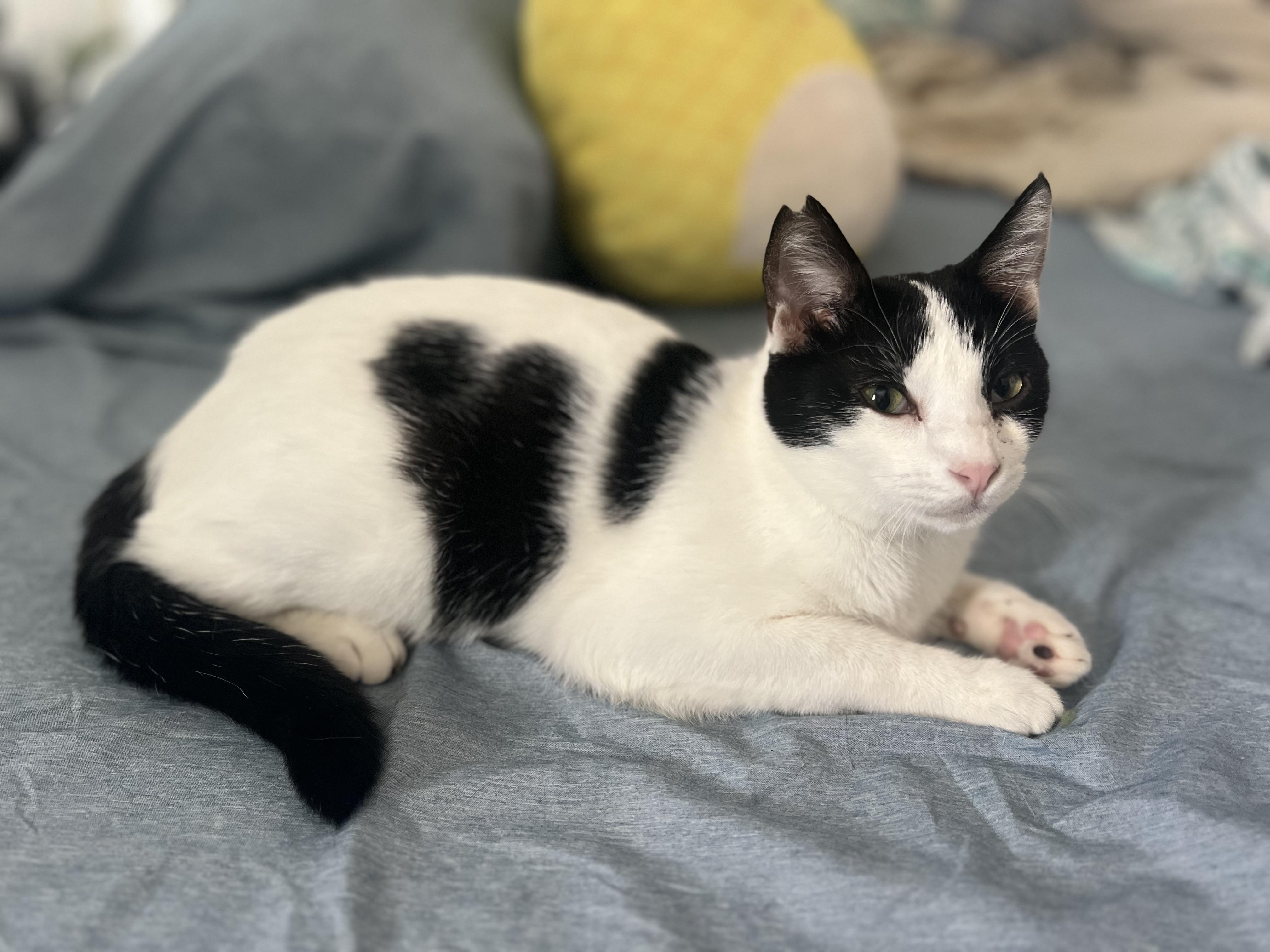 Heifer, a Adoptable Domestic Short Hair in Mililani, HI image 6/6