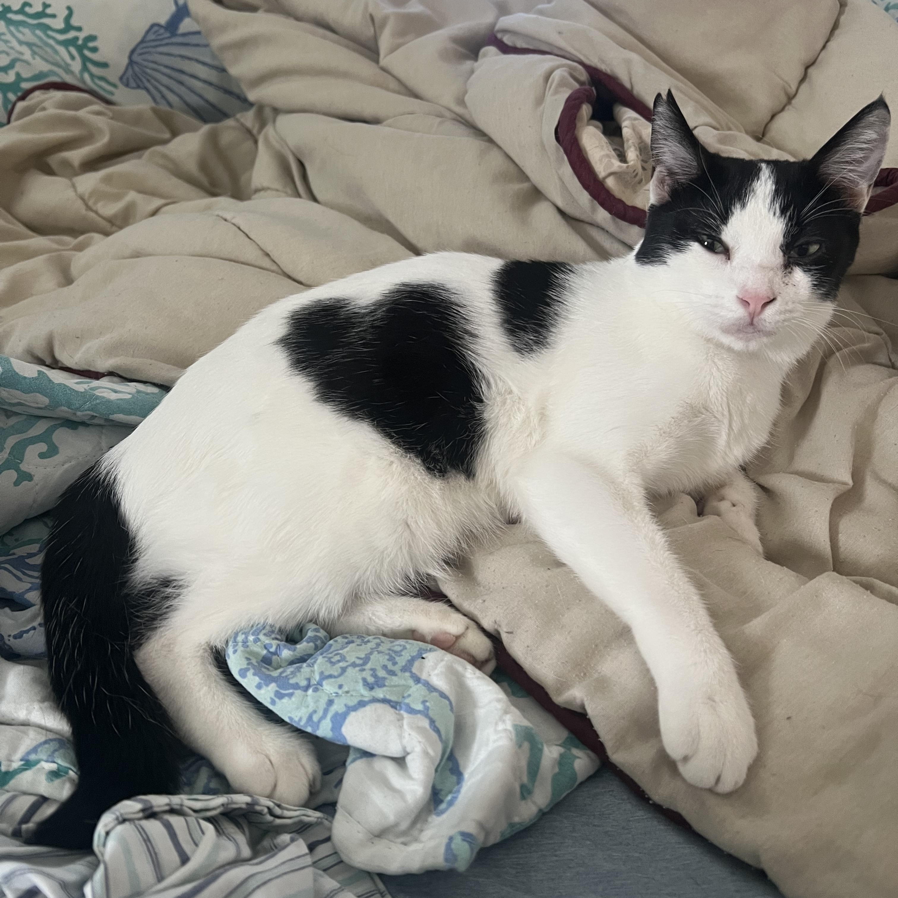 Heifer, a Adoptable Domestic Short Hair in Mililani, HI image 5/6