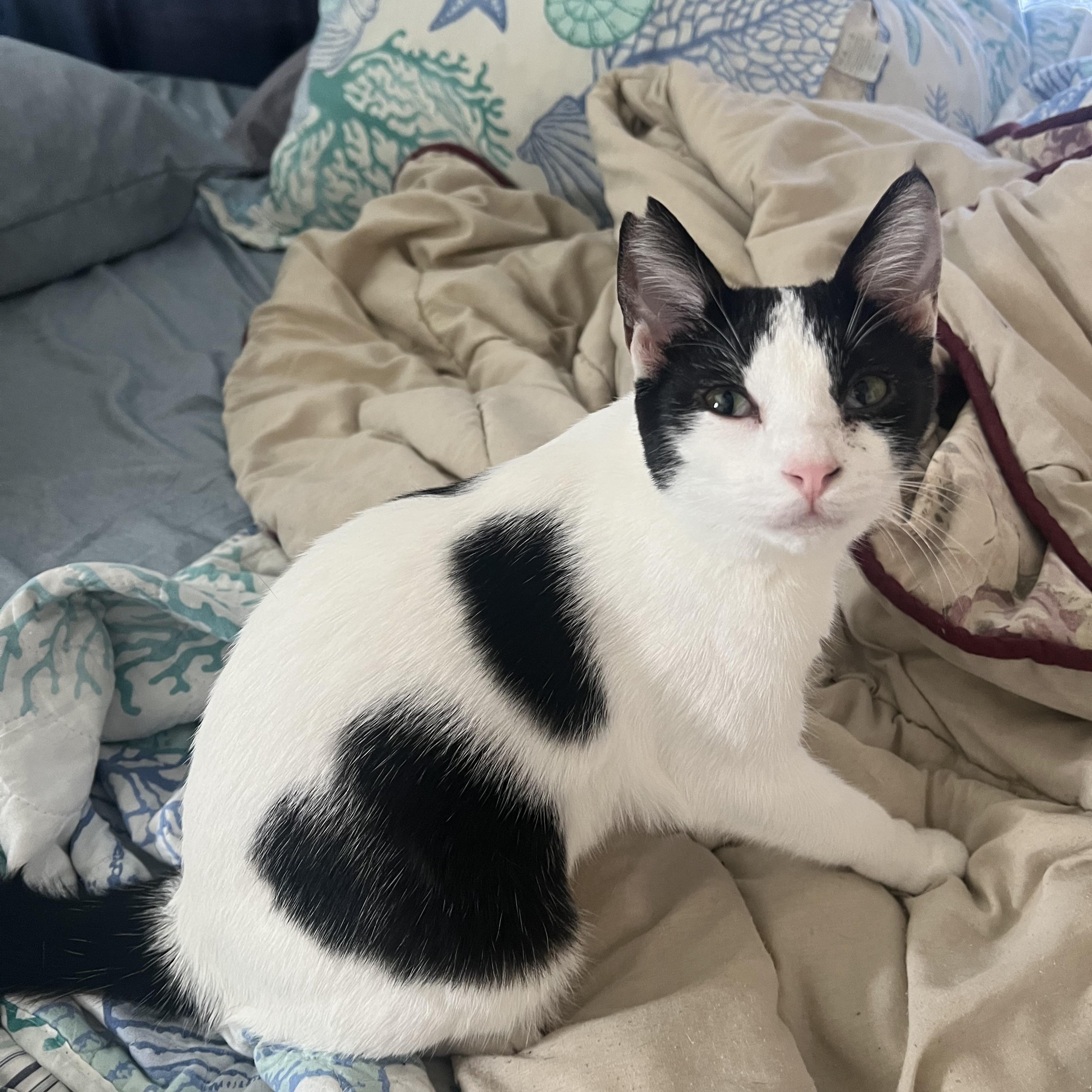 Heifer, a Adoptable Domestic Short Hair in Mililani, HI image 1/6