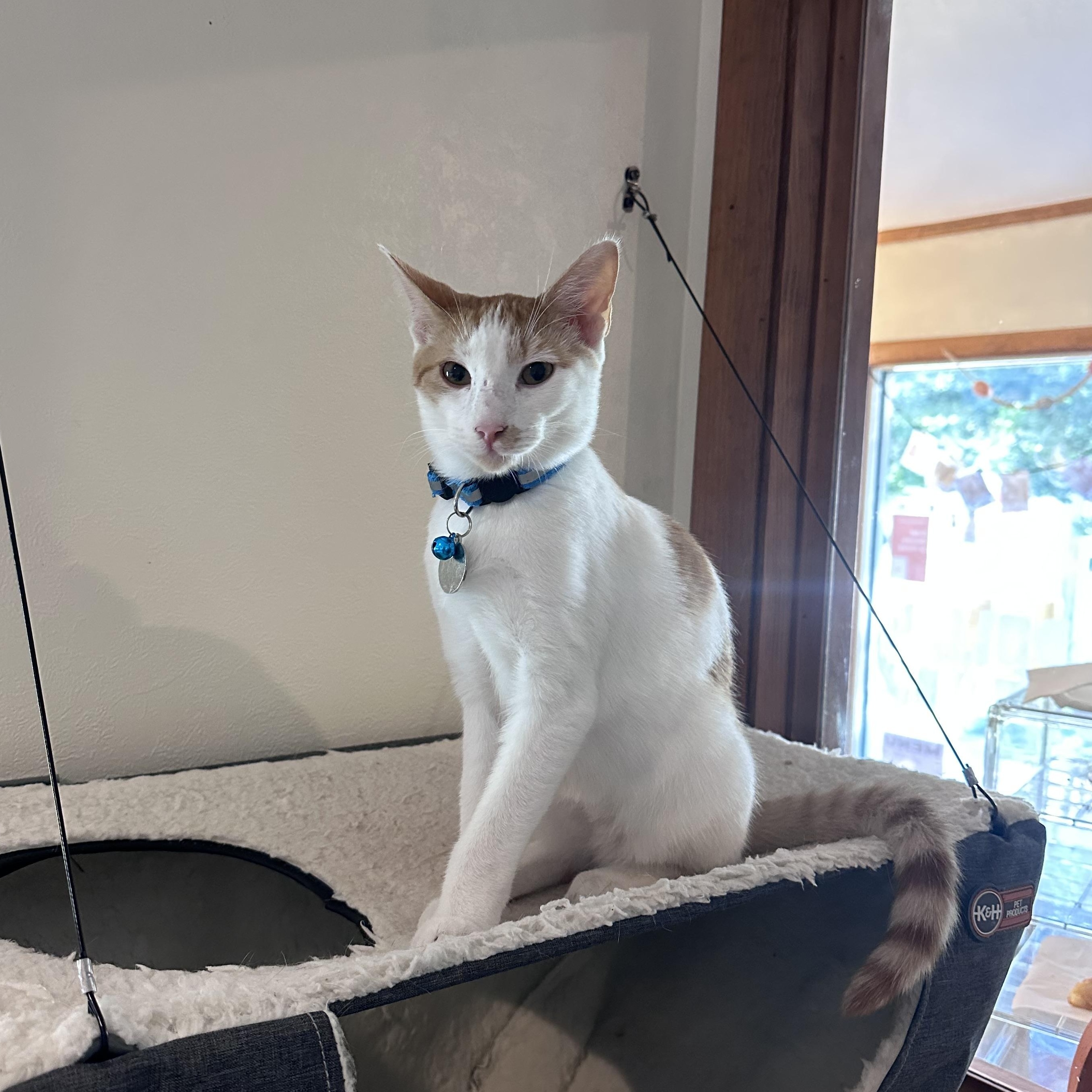 Enlarge Rolfe, a Adoptable Domestic Short Hair in Frostproof, FL image 2/3