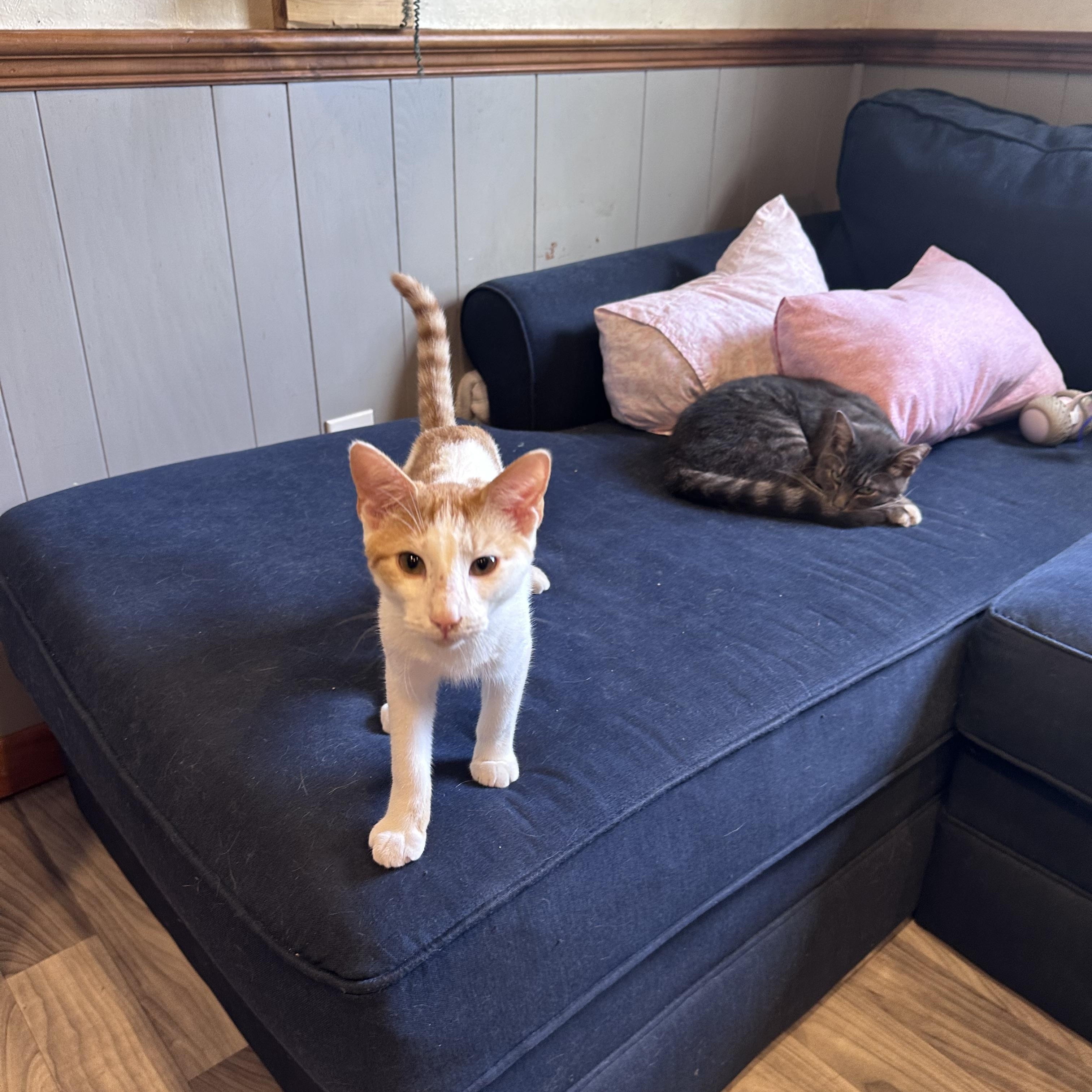 Enlarge Rolfe, a Adoptable Domestic Short Hair in Frostproof, FL image 3/3