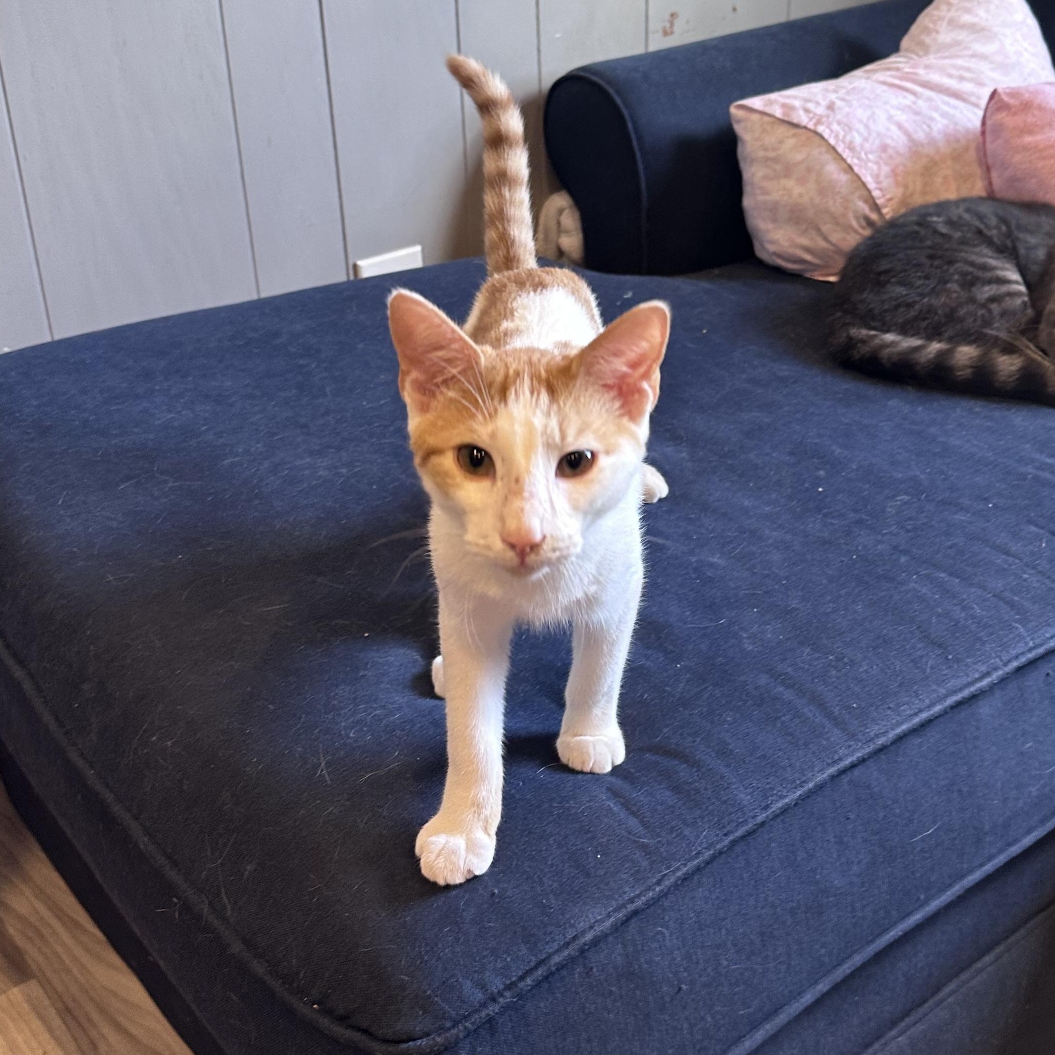 Enlarge Rolfe, a Adoptable Domestic Short Hair in Frostproof, FL image 1/3
