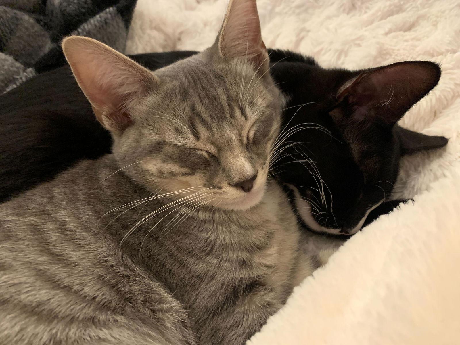 Gooseberry, Adopted, Young Female Domestic Short Hair.