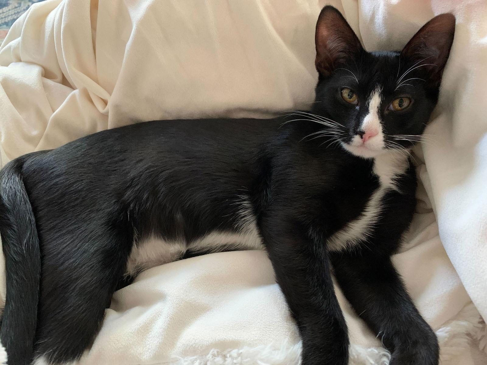 Enlarge Gooseberry, a Adopted Domestic Short Hair in Los Angeles, CA image 2/3