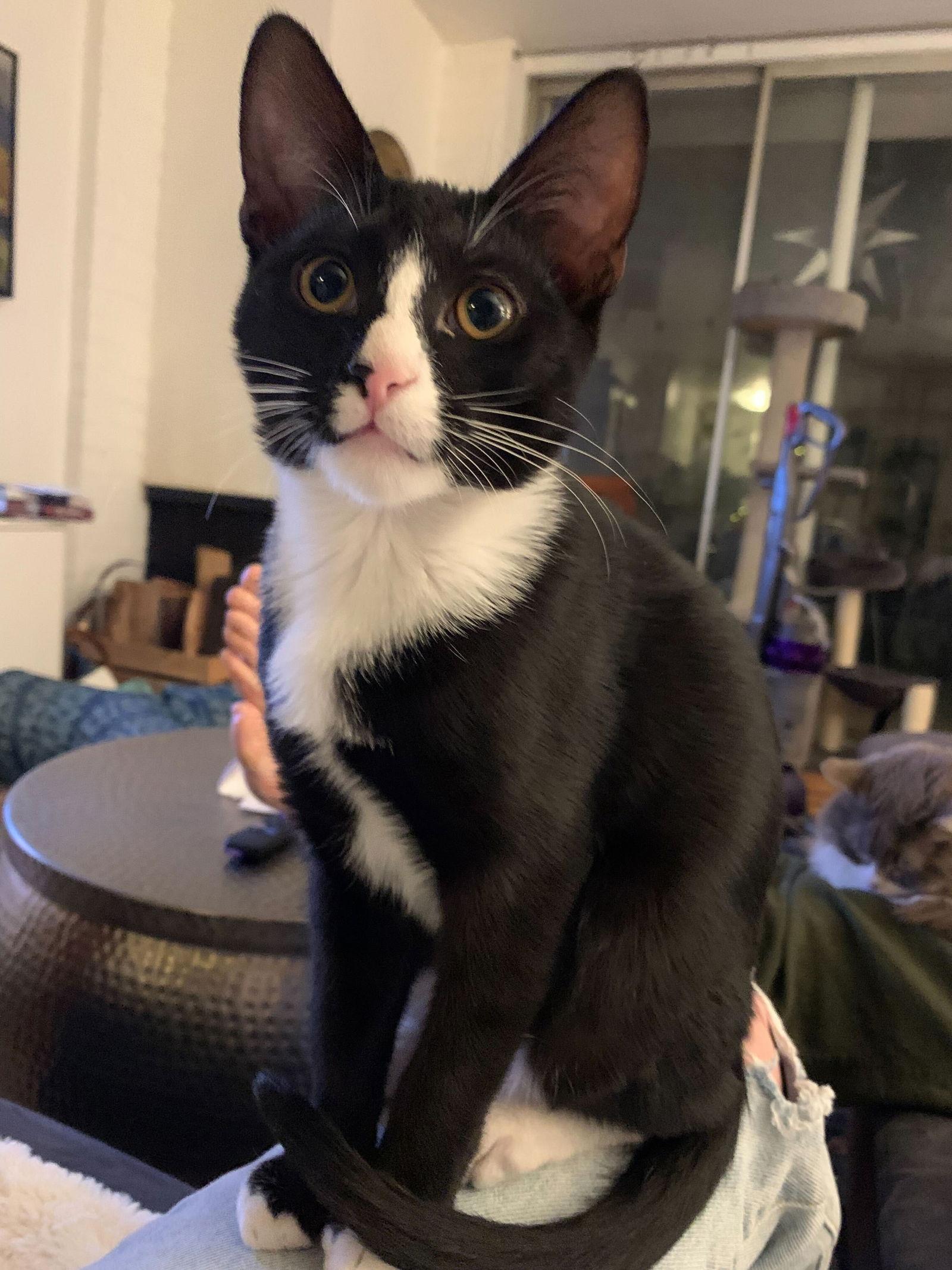 Enlarge Gooseberry, a Adopted Domestic Short Hair in Los Angeles, CA image 3/3