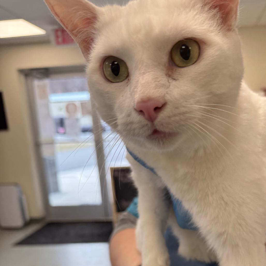 Minnie, Adoptable, Adult Female Domestic Short Hair.