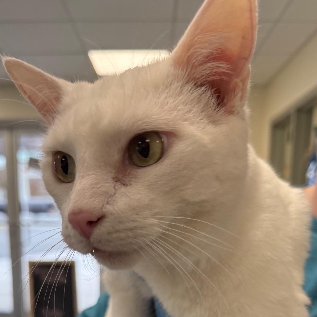 Minnie, a Adoptable mixed breed in Galax, VA image 2/3