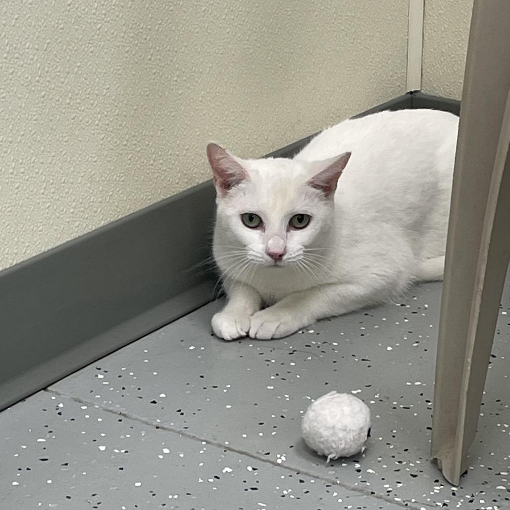 Minnie, a Adoptable mixed breed in Galax, VA image 3/3