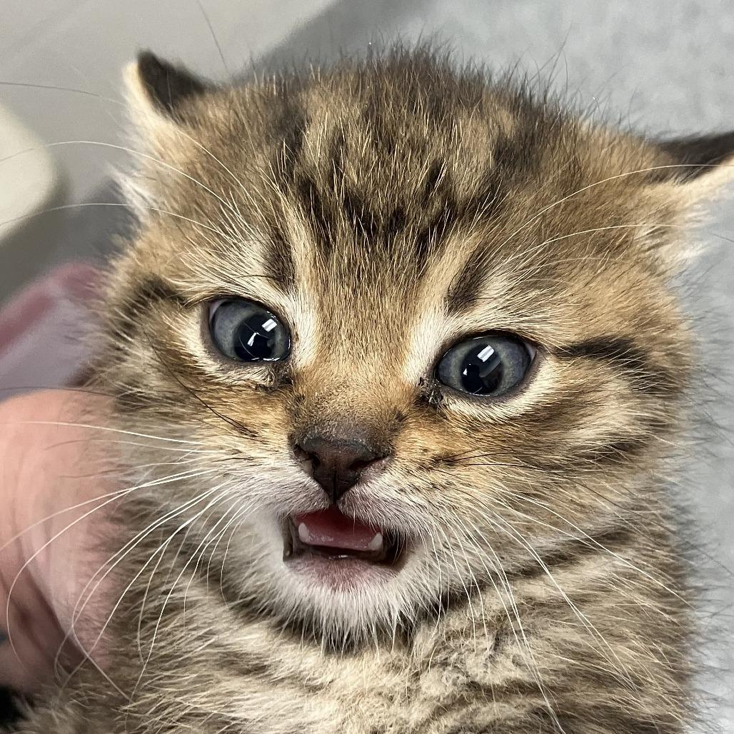 Hippie, Adoptable, Kitten Male Domestic Short Hair.
