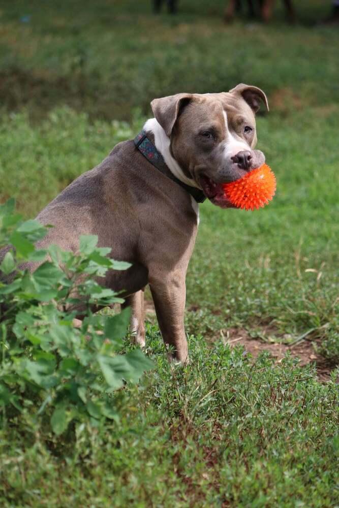 Isis, Adoptable, Adult Female American Staffordshire Terrier.