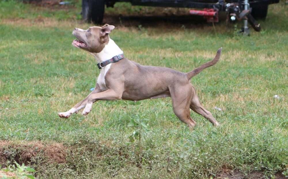 Isis, a Adoptable mixed breed in Grand Rapids, MI image 2/4