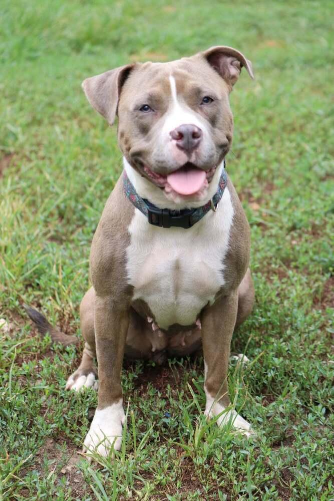 Isis, a Adoptable mixed breed in Grand Rapids, MI image 3/4