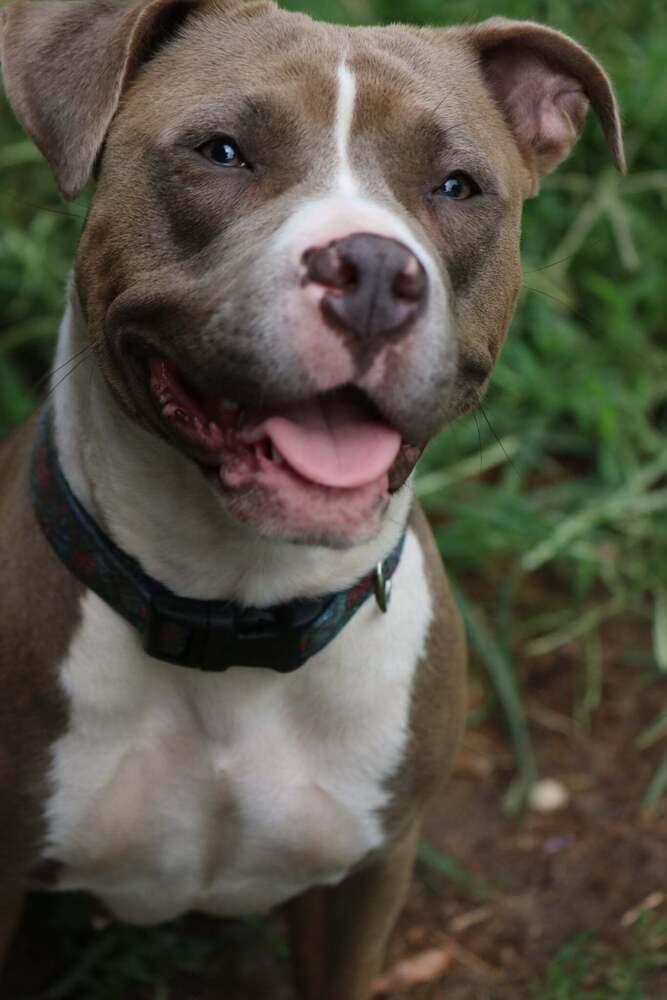 Isis, a Adoptable mixed breed in Grand Rapids, MI image 4/4