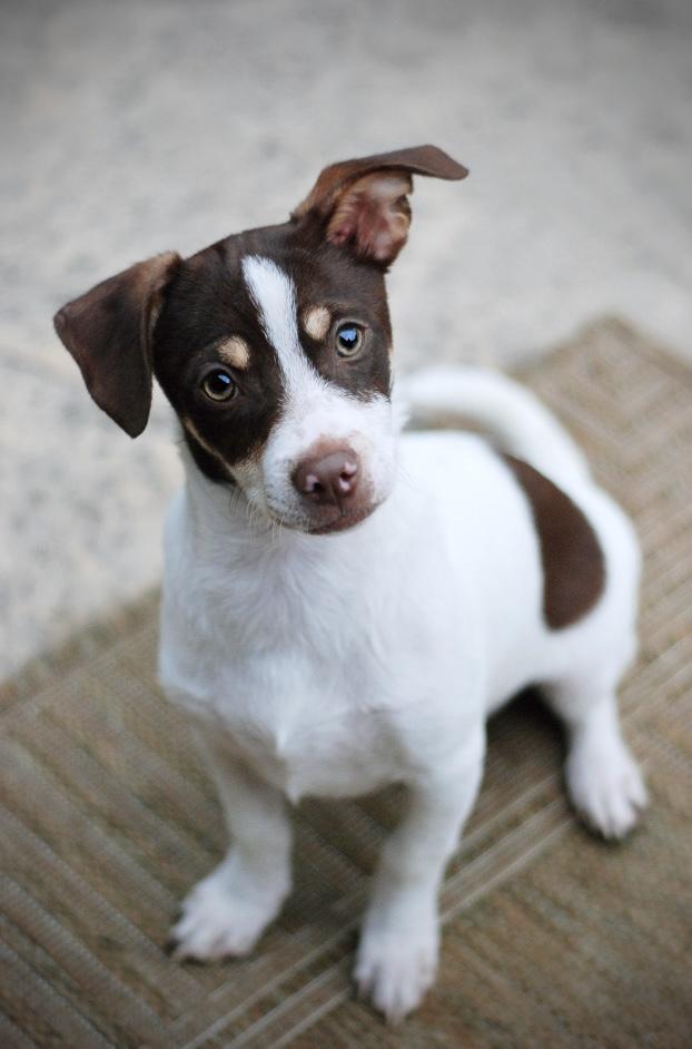 Stewart, an adopted mixed breed in Oakland, CA image 1/5