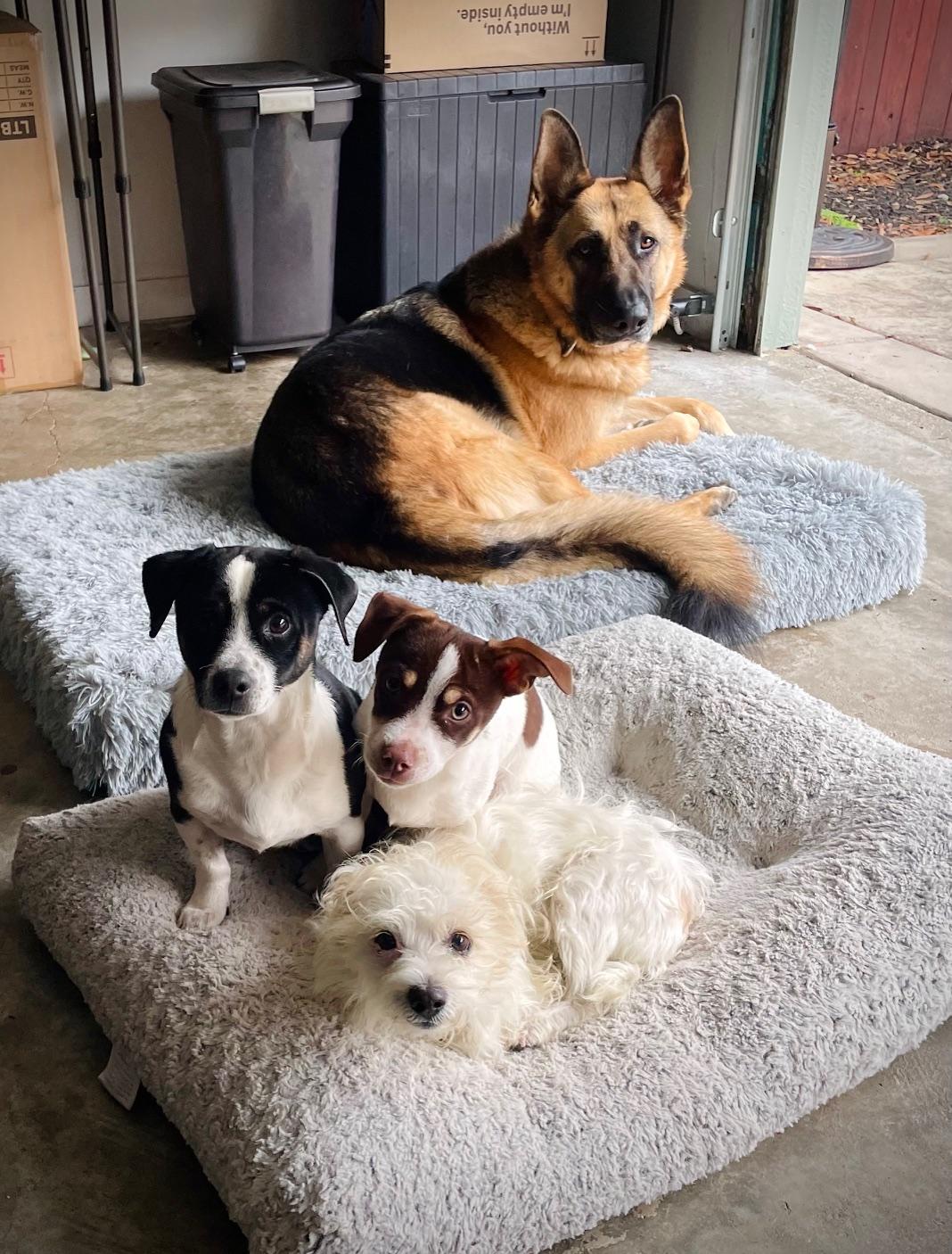 Stewart, an adopted mixed breed in Oakland, CA image 2/5