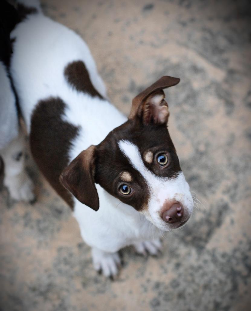 Stewart, an adopted mixed breed in Oakland, CA image 3/5