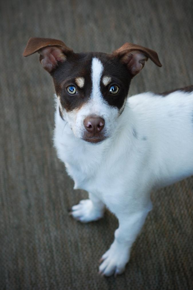 Stewart, an adopted mixed breed in Oakland, CA image 4/5