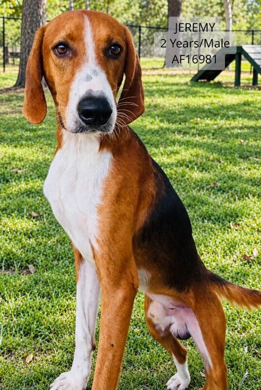Jeremy, Adoptable, Adult Male Treeing Walker Coonhound.