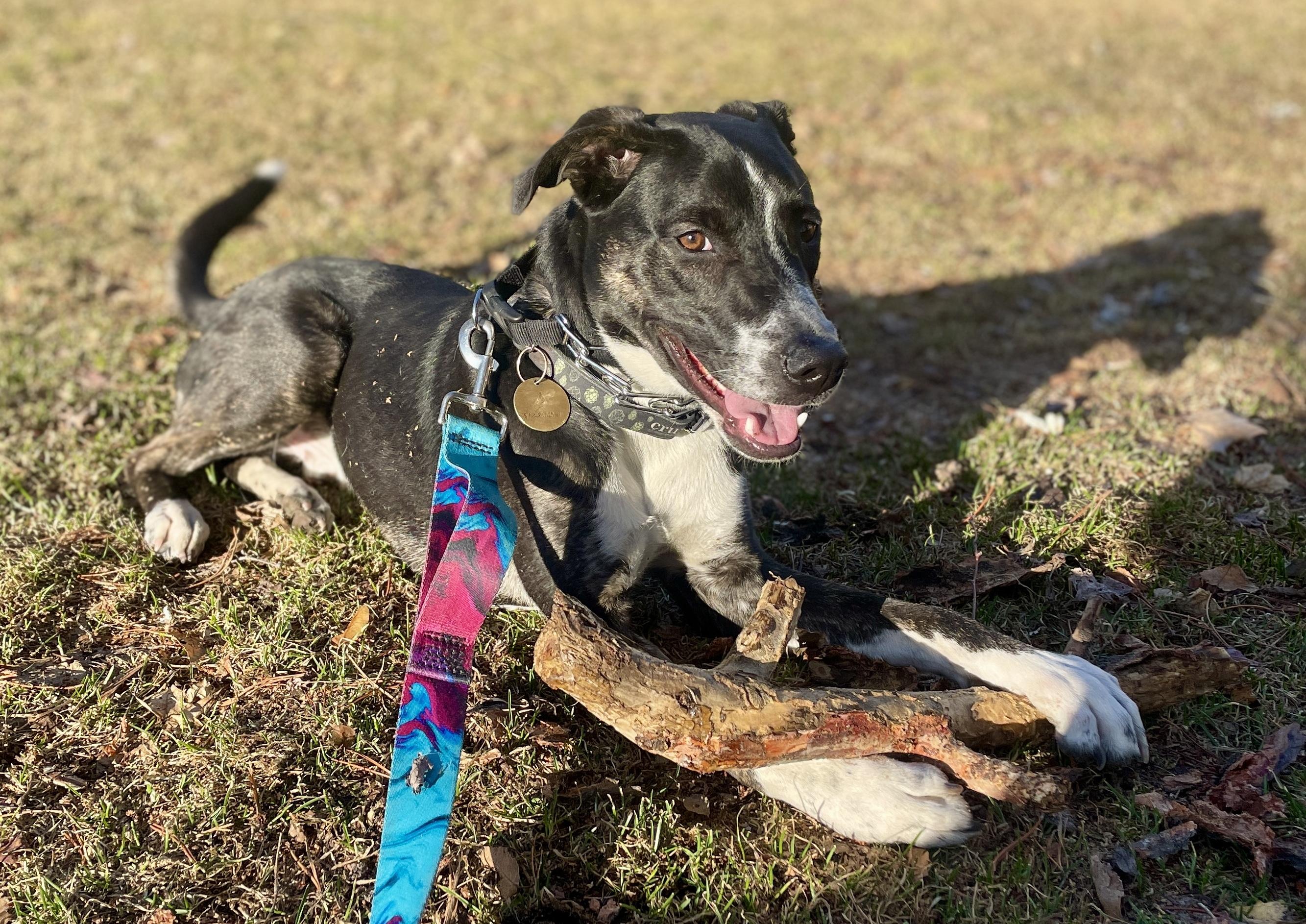 Django — thumbnail 4