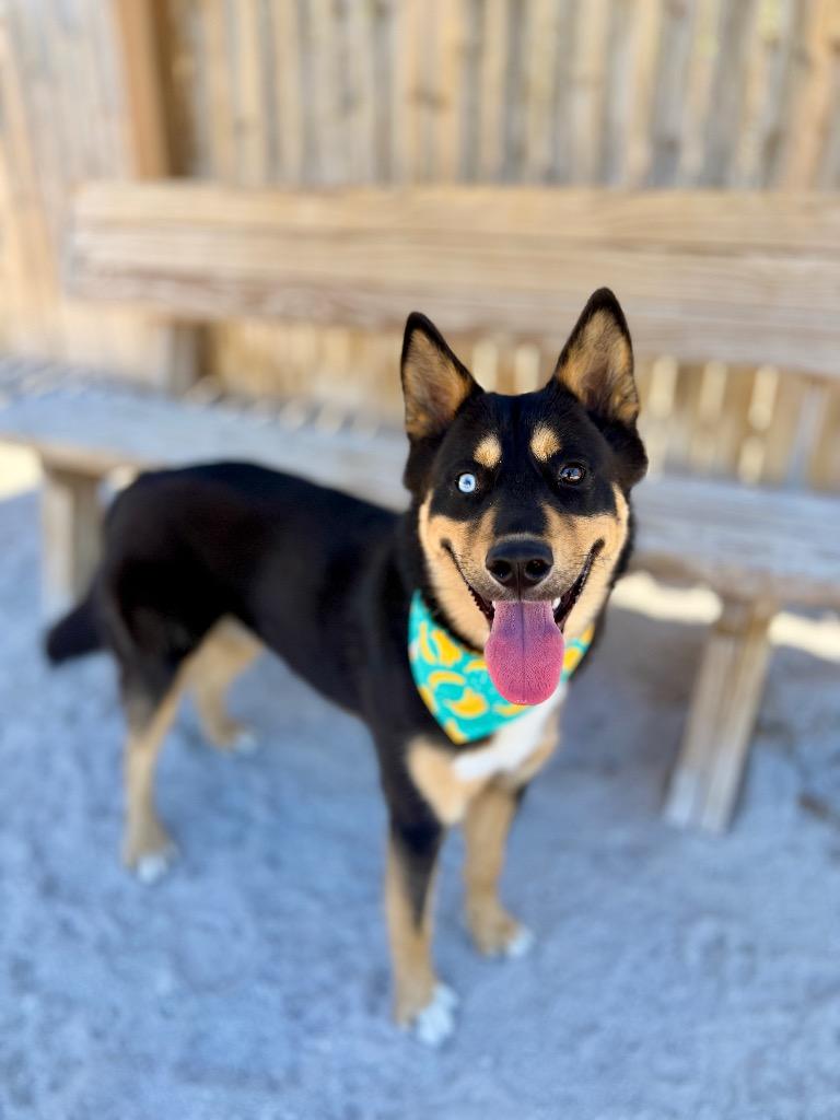 Tony, Adoptable, Adult Male Husky & Mixed Breed.