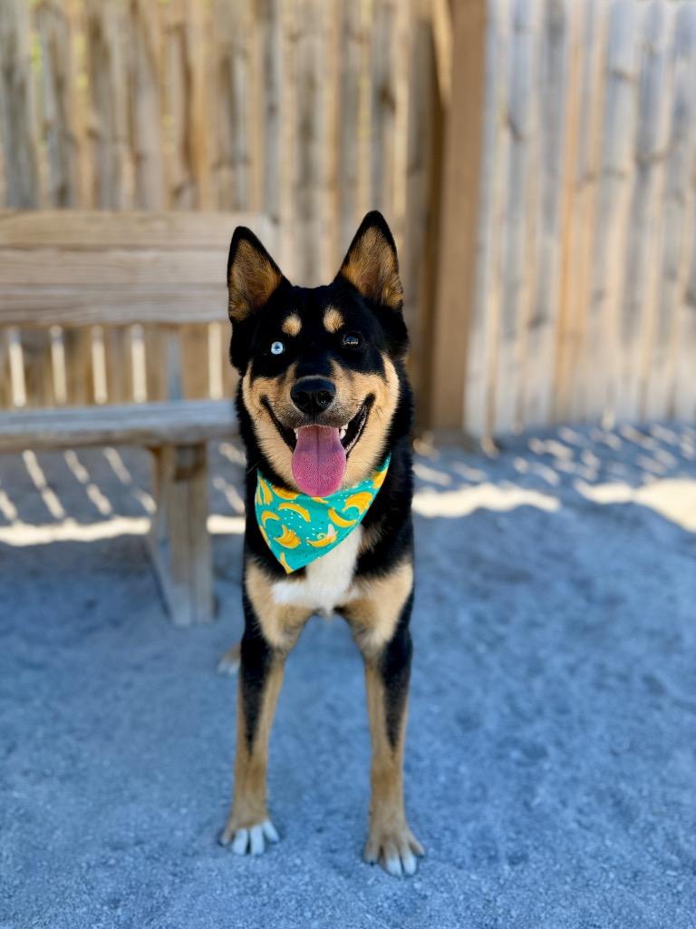 Enlarge Tony, a Adoptable mixed breed in Muskegon, MI image 2/5