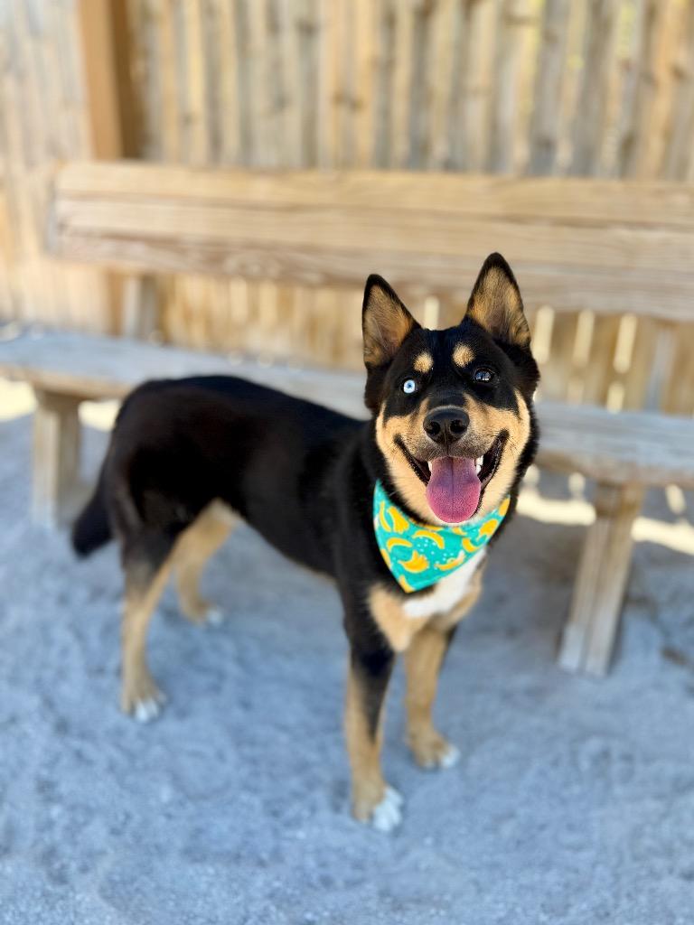 Enlarge Tony, a Adoptable mixed breed in Muskegon, MI image 4/5