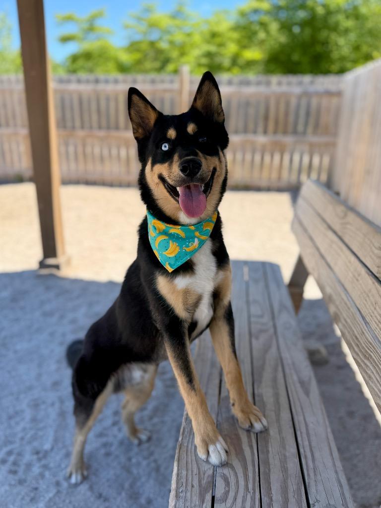 Enlarge Tony, a Adoptable mixed breed in Muskegon, MI image 5/5
