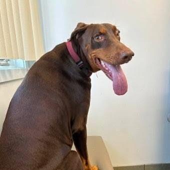 Enlarge 7949 Lucy, a Adoptable Doberman Pinscher in Sandown, NH image 1/1
