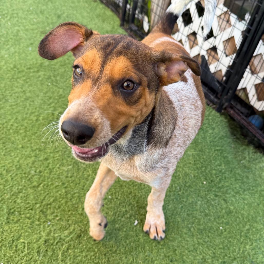Roxie 3283, Adoptable, Puppy Female Bluetick Coonhound & Mixed Breed.