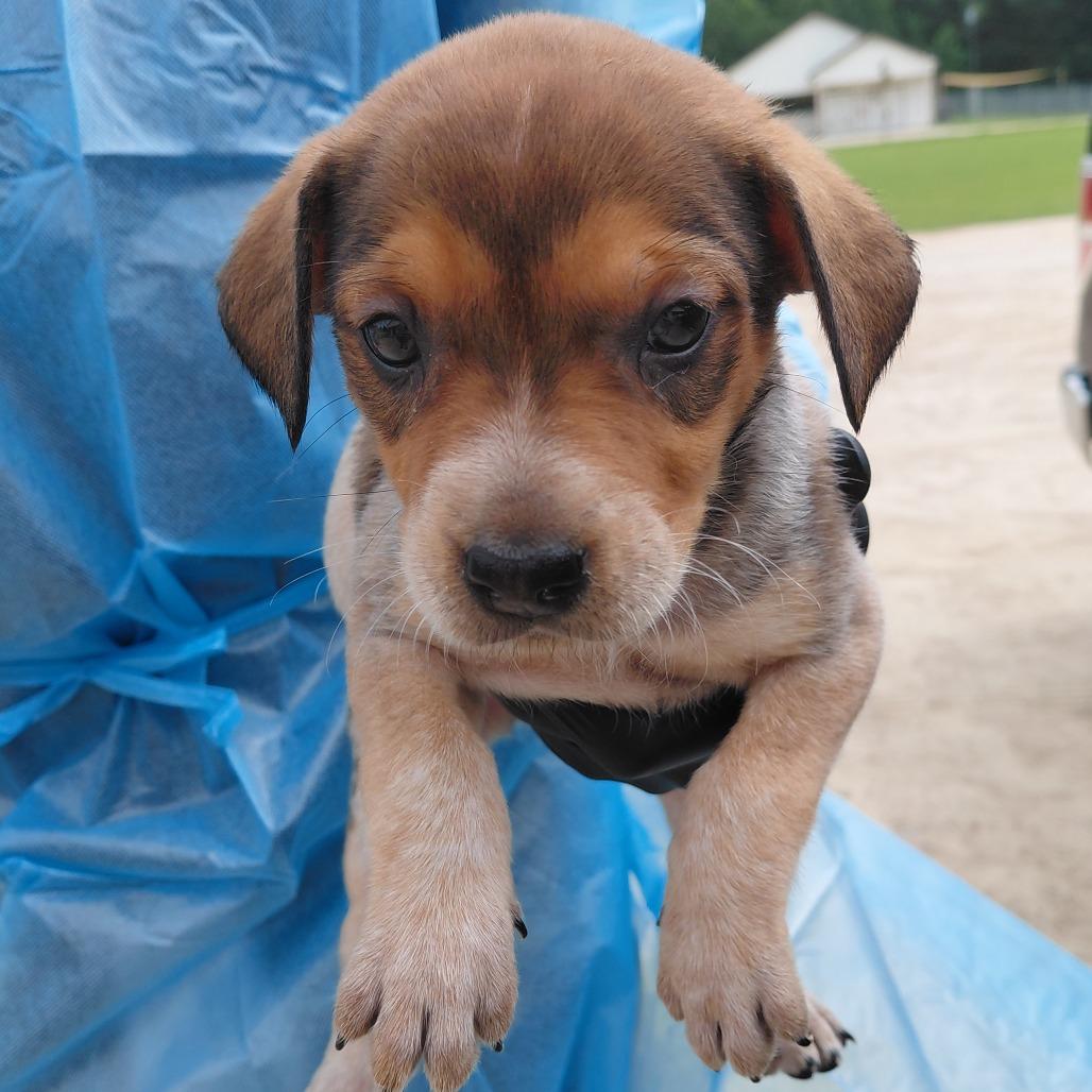 Enlarge Roxie 3283, a Adoptable mixed breed in LOXAHATCHEE, FL image 2/6