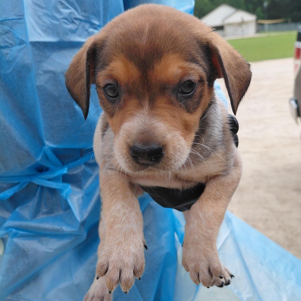 Enlarge Roxie 3283, a Adoptable mixed breed in LOXAHATCHEE, FL image 3/6