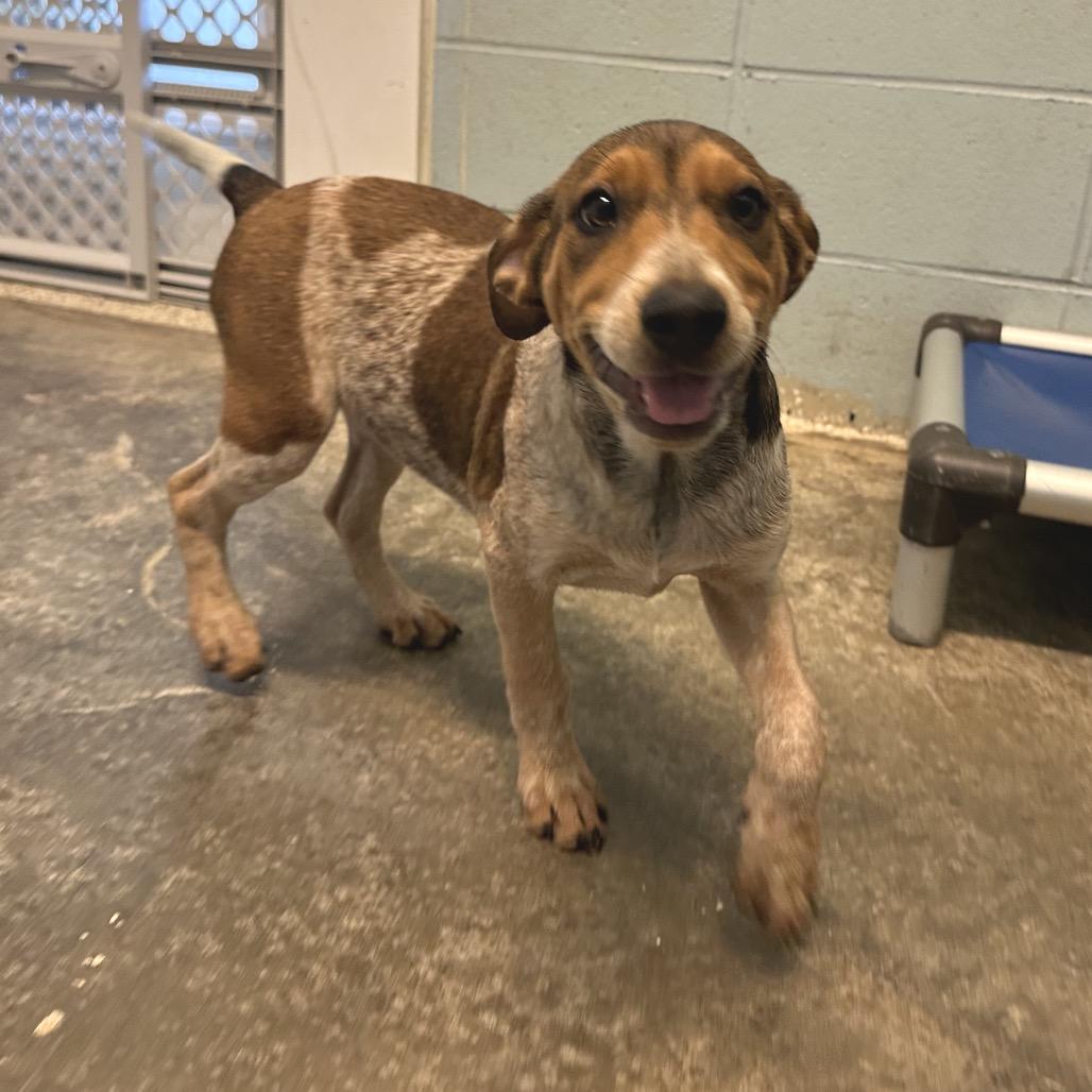 Enlarge Roxie 3283, a Adoptable mixed breed in LOXAHATCHEE, FL image 4/6