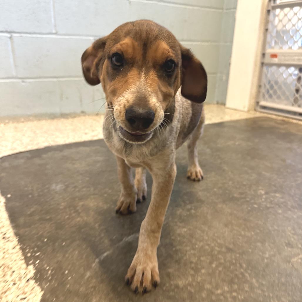 Enlarge Roxie 3283, a Adoptable mixed breed in LOXAHATCHEE, FL image 5/6