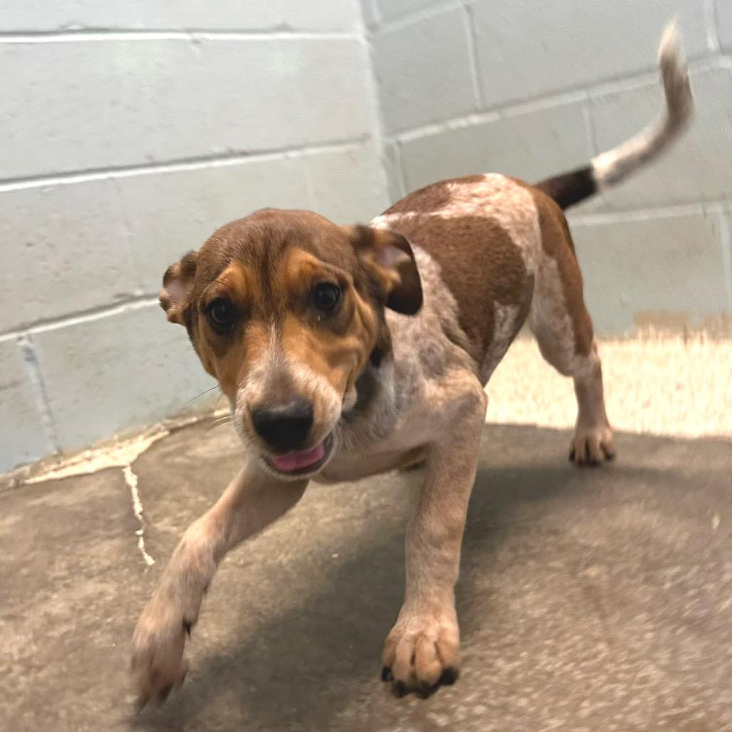 Enlarge Roxie 3283, a Adoptable mixed breed in LOXAHATCHEE, FL image 6/6