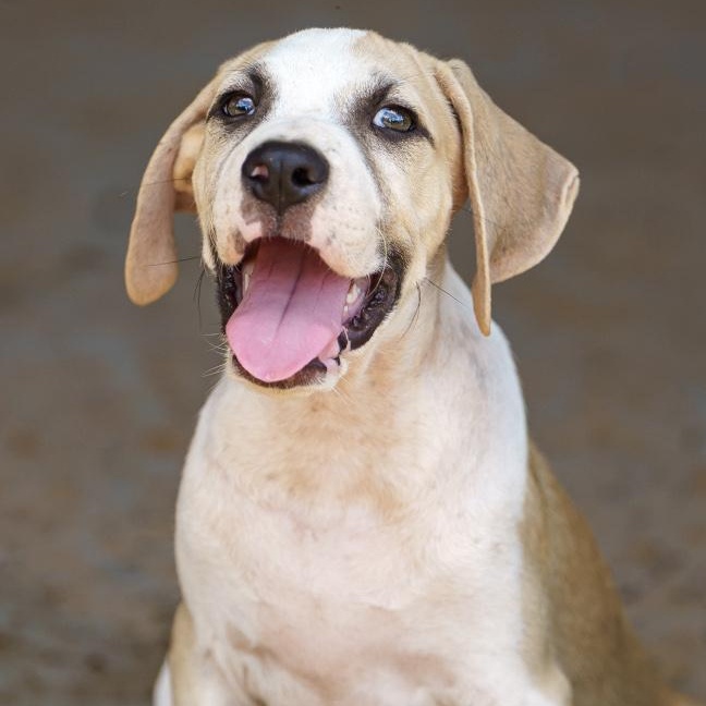 Gepetto, Adoptable, Puppy Male Boxer & Anatolian Shepherd.