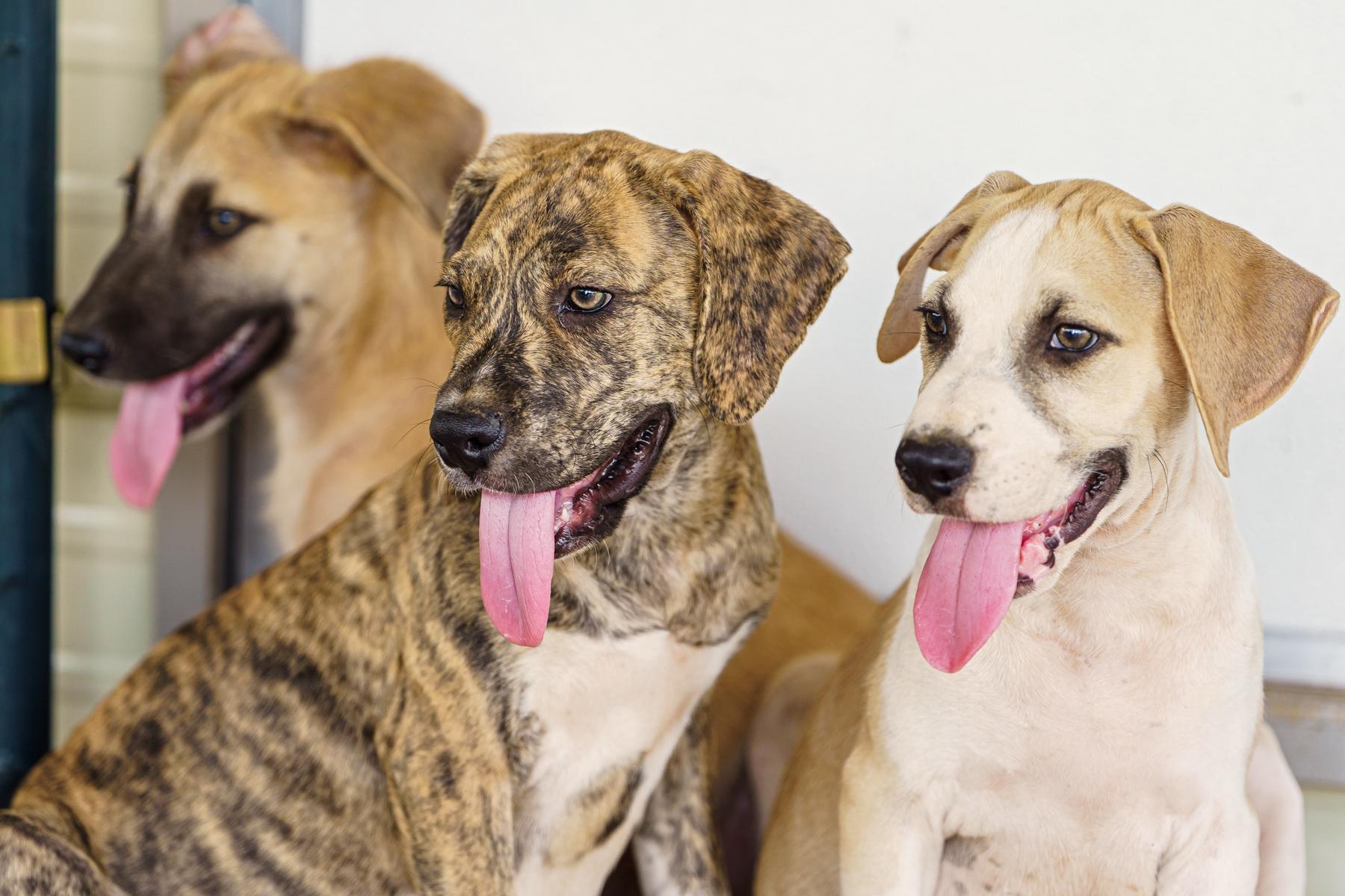 Enlarge Gepetto, a Adoptable mixed breed in Marble Falls, TX image 6/6