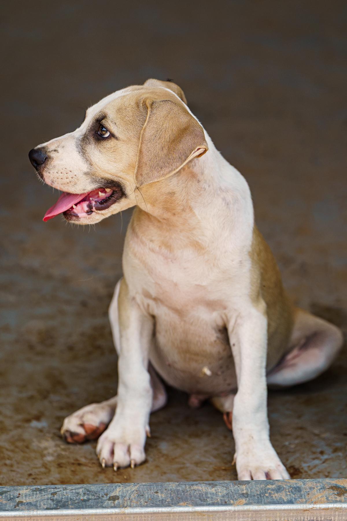 Enlarge Gepetto, a Adoptable mixed breed in Marble Falls, TX image 3/6