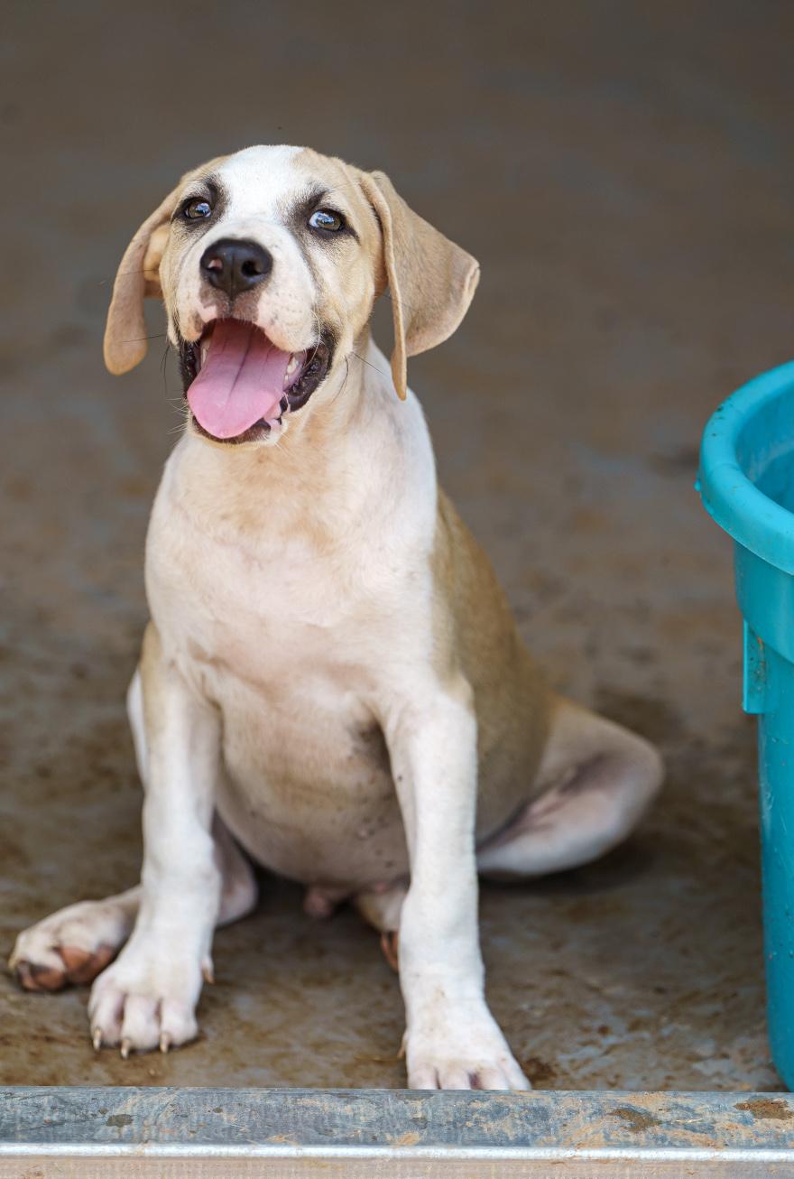 Enlarge Gepetto, a Adoptable mixed breed in Marble Falls, TX image 2/6