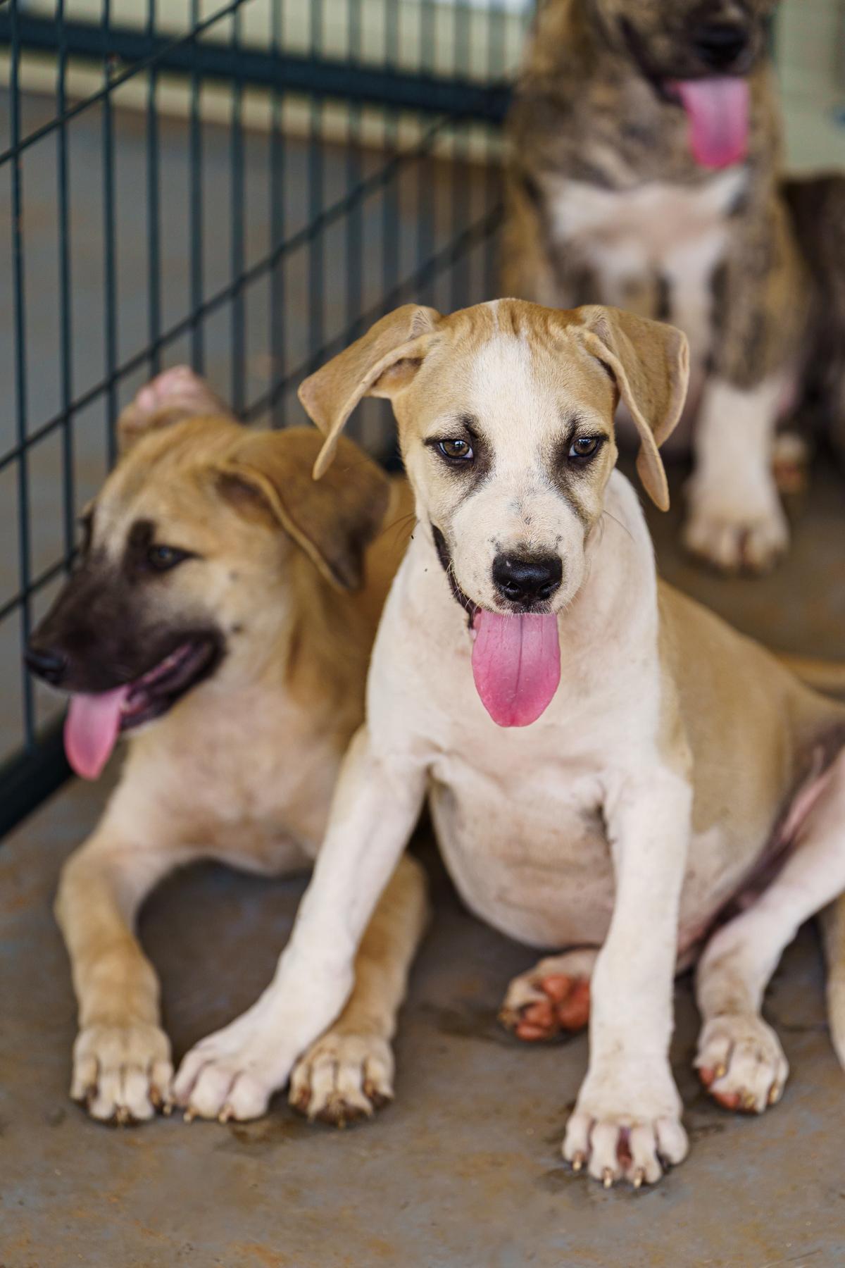 Enlarge Gepetto, a Adoptable mixed breed in Marble Falls, TX image 4/6