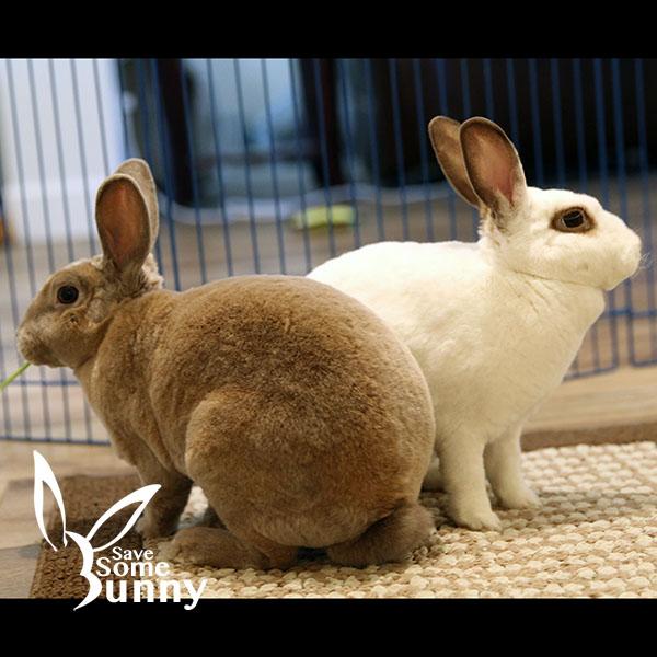 Penn (and Espi), a Adoptable mixed breed in Santa Ana, CA image 2/5