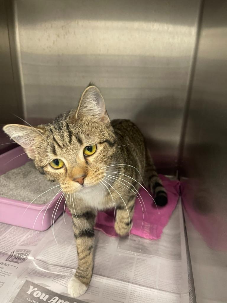 Athena, Adoptable, Young Female Domestic Short Hair.